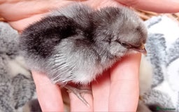 Chickens poultry for sale: Sweet Little Barbu d’Anvers Chicks Now Available - Image 13