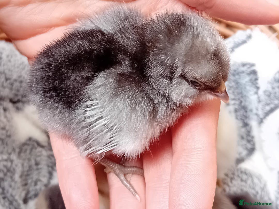 Chickens poultry for sale: Sweet Little Barbu d’Anvers Chicks Now Available - Image 13