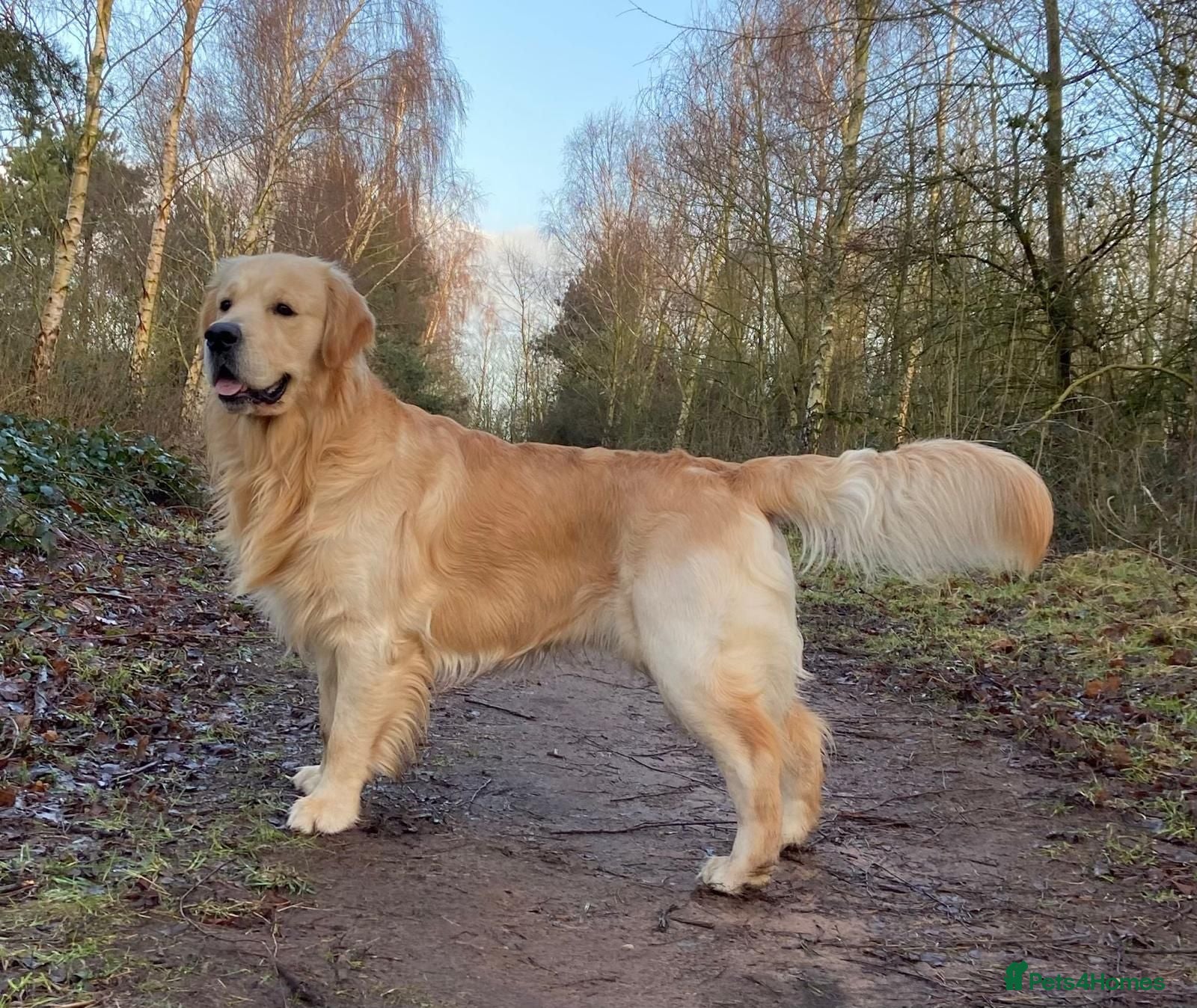 Golden Retriever dogs Golden Retriever Stud - Advert 1