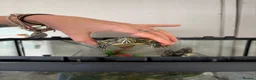 Terrapin reptiles for sale: 4 terrapins  in Birmingham - Advert 1