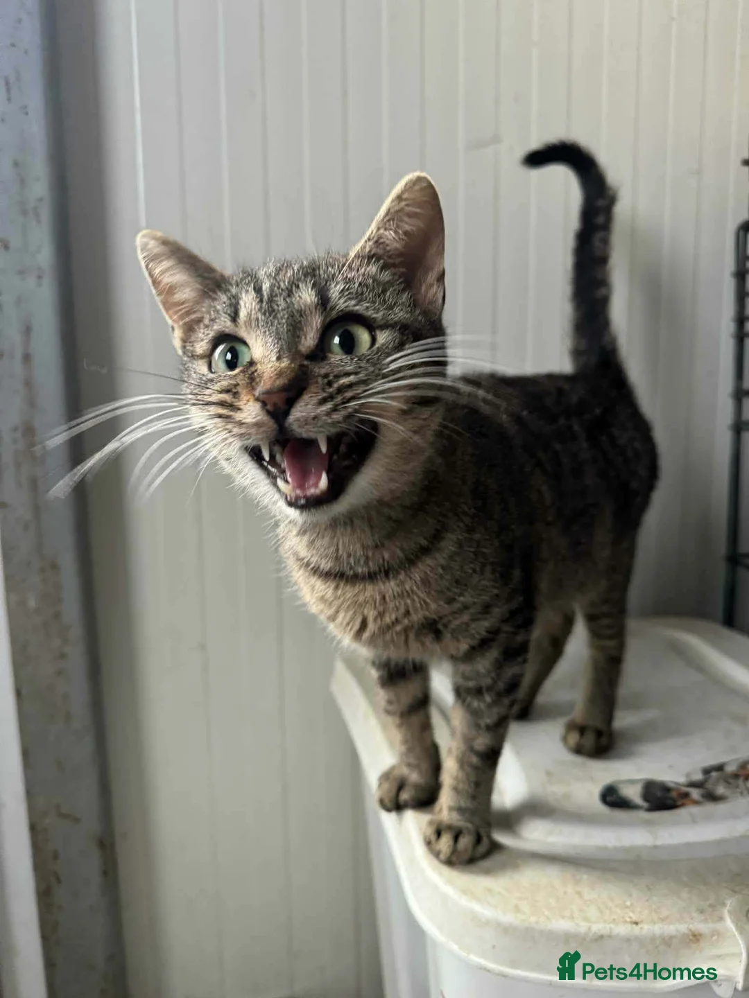Mixed Breed cats for adoption: Flo - Norwich Norfolk  - Advert 4