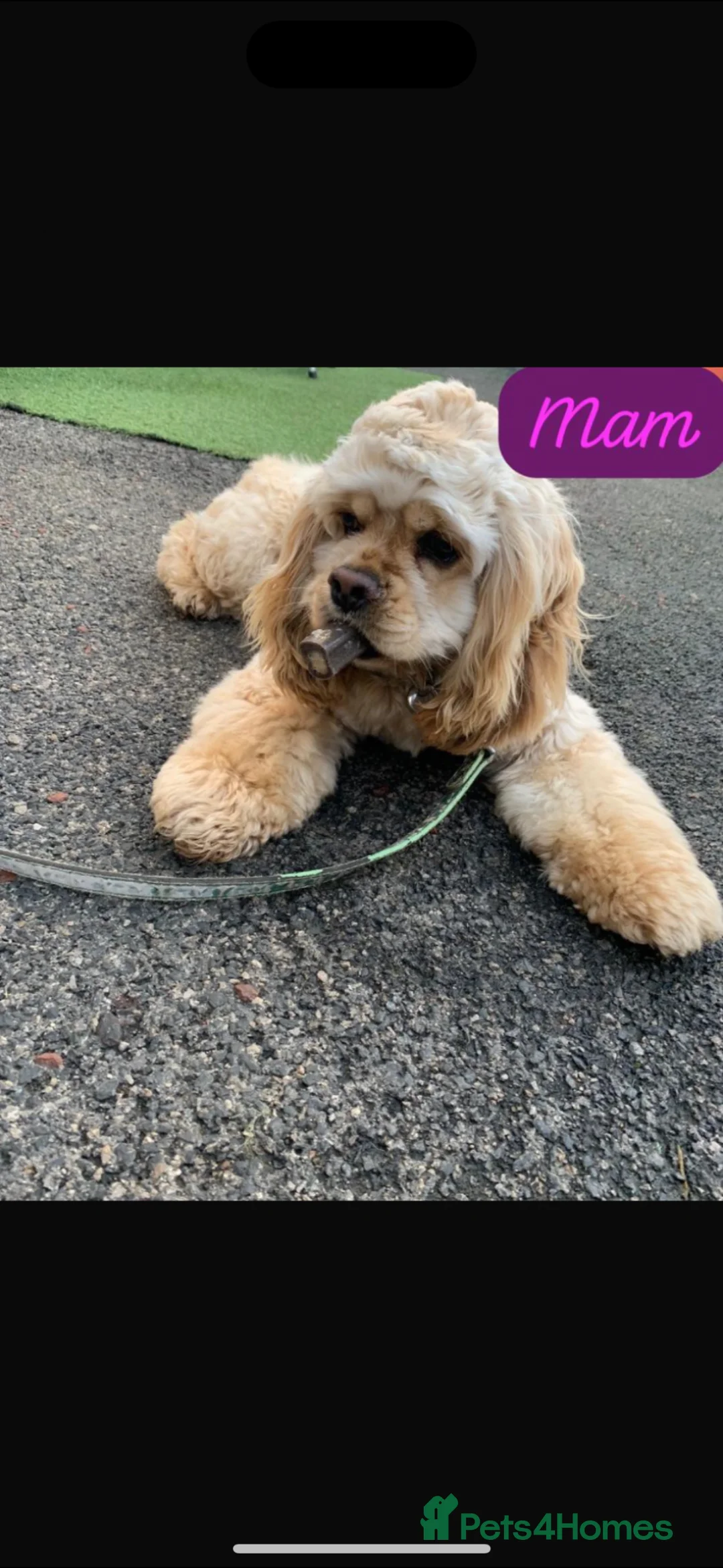 American Cocker Spaniel dogs for sale: Quality kc reg American cocker spaniel puppy’s  in Darlington - Advert 21