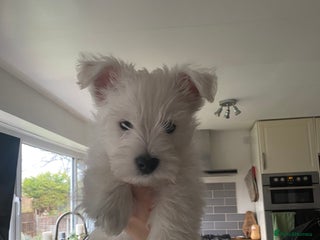 West Highland Terrier dogs Pure Breed West Highland Terrier - Advert 3