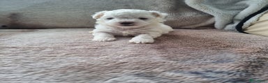 Bichon Frise Puppy 1