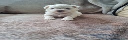 Bichon Frise dogs for sale: Bishon Frise  - Advert 2
