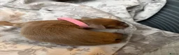 Miniature Dachshund dogs for sale:  Long haired miniature dauchund’s  - Advert 9