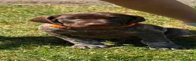 German Shorthaired Pointer 4