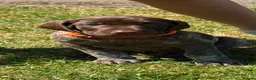 German Shorthaired Pointer dogs for sale: German Short Haired Pointer Puppies KC reg  - Advert 21