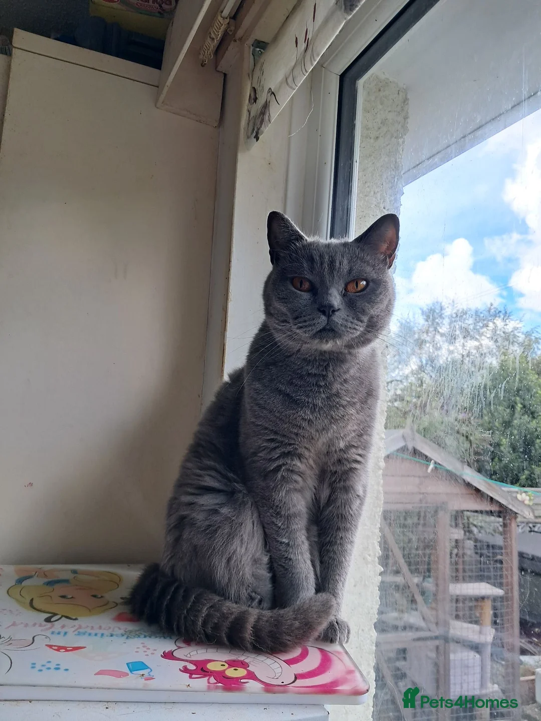 British Shorthair cats for sale: Blue british shorthair in Kendal - Advert 3