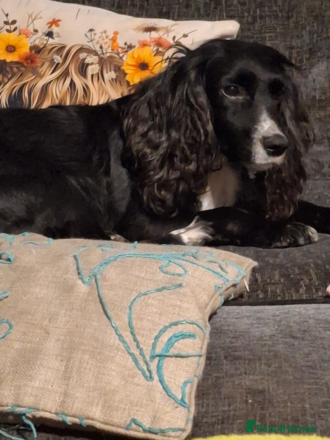 Cocker Spaniel dogs for sale: Cocker spaniel puppy for sale  - Advert 5