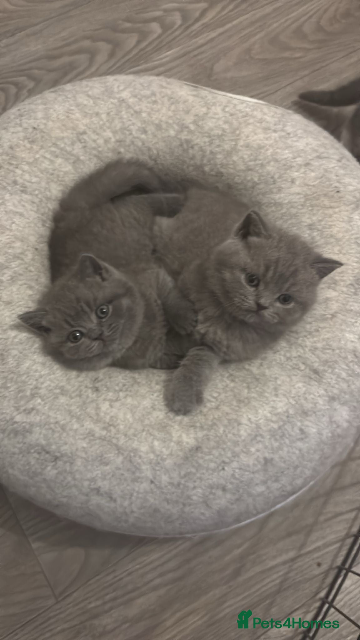 British Shorthair cats 🧸3 Remaining Chunky British Shorthair Kittens🧸 - Advert 15