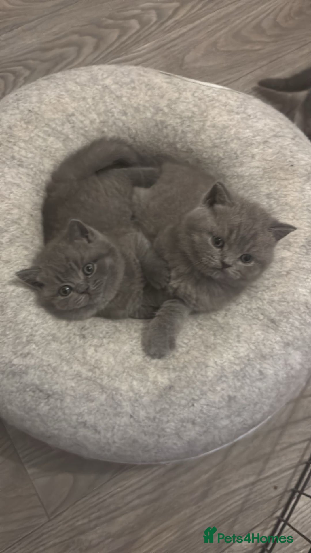 British Shorthair cats for sale: 🧸✨6 Chunky British Shorthair Kittens For Sale✨🧸 - Advert 22