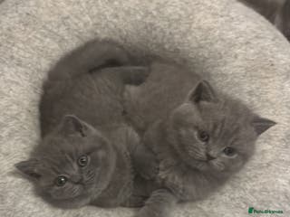 British Shorthair cats 🧸3 Remaining Chunky British Shorthair Kittens🧸 - Advert 15