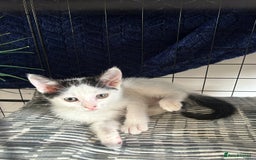 British Shorthair cats for sale: 2 boys 2 girls - Image 10