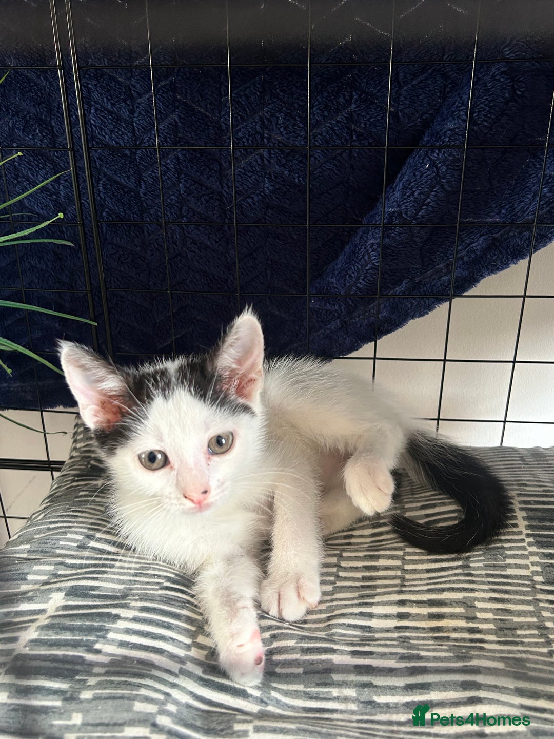 British Shorthair cats for sale: 2 boys 2 girls - Image 10