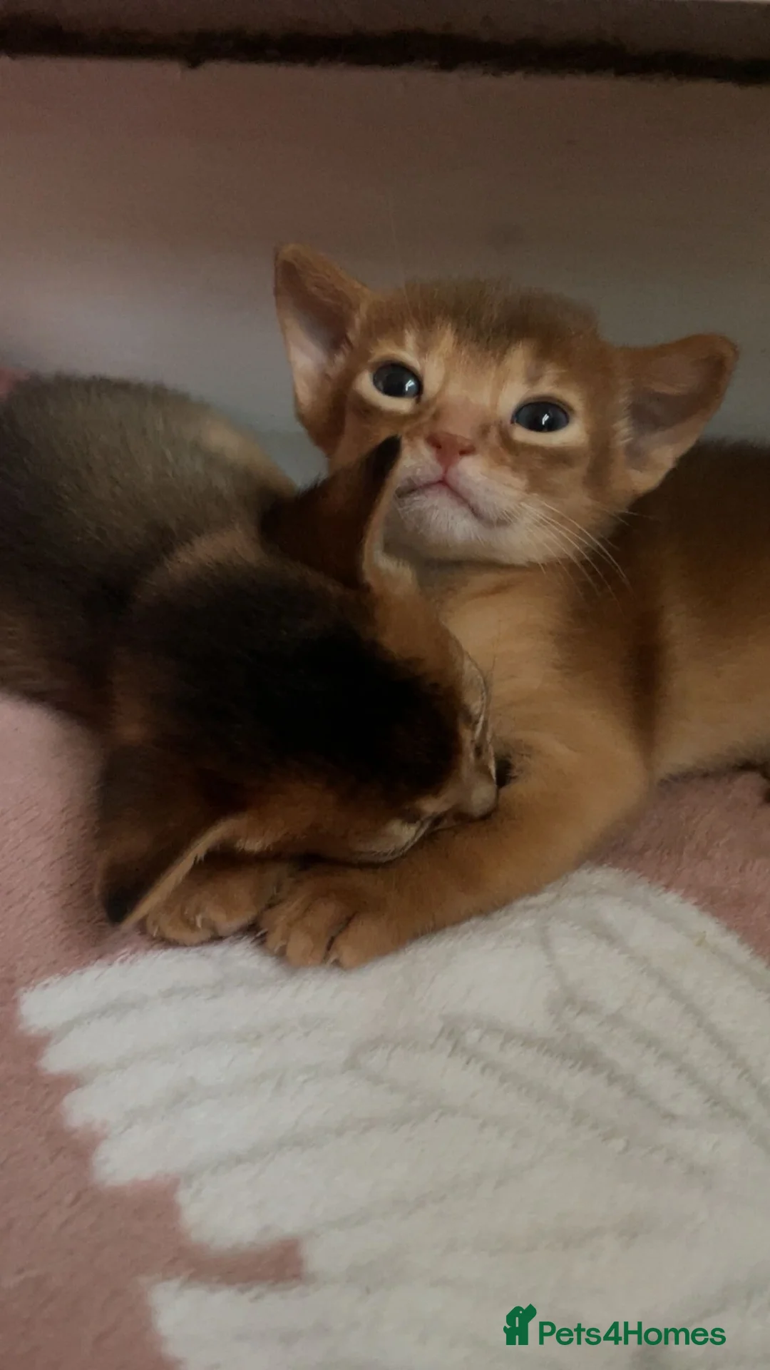Abyssinian cats for sale: Two Abyssinian kittens !!! - Advert 9