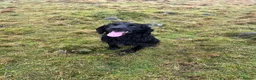 Cocker Spaniel dogs for sale: KC registered Working Cocker Spaniel pups - Advert 32