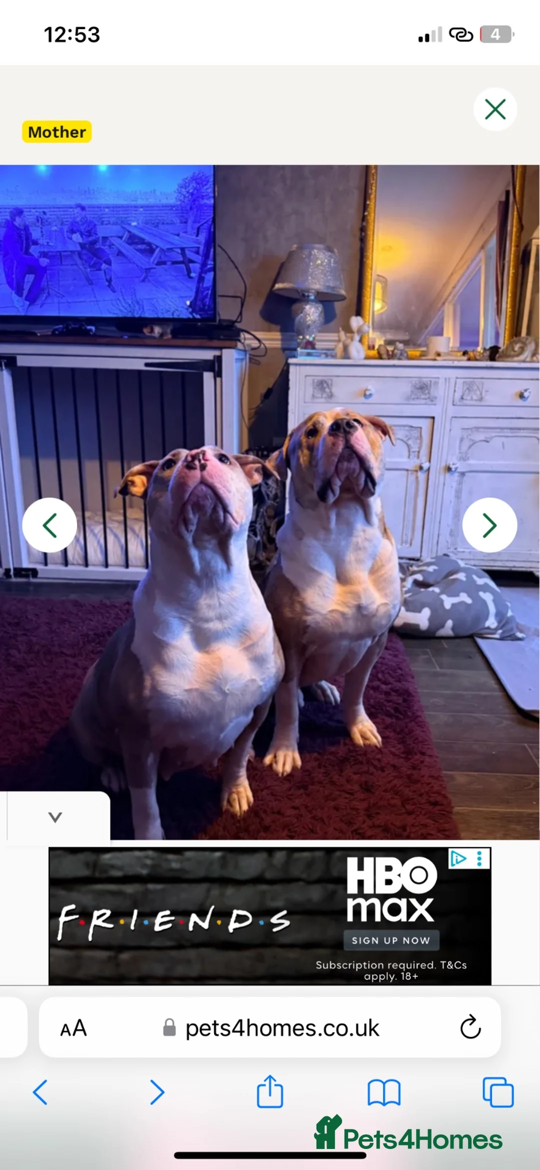American Bulldog dogs for sale: American bull staffs 7 weeks  - Advert 2
