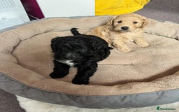 Cockapoo dogs for sale: Gorgeous cockapoo puppies  - Image 2