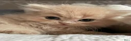Persian cats for sale: 5 Beautiful Persian Kittens 💕🐾💙 - Advert 2