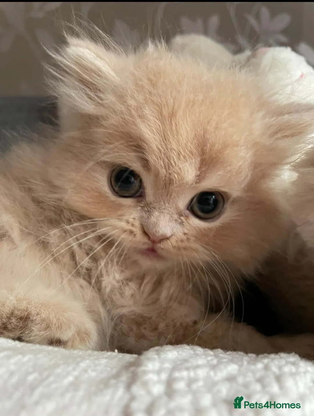 Persian cats for sale: 5 Beautiful Persian Kittens 💕🐾💙 - Advert 2