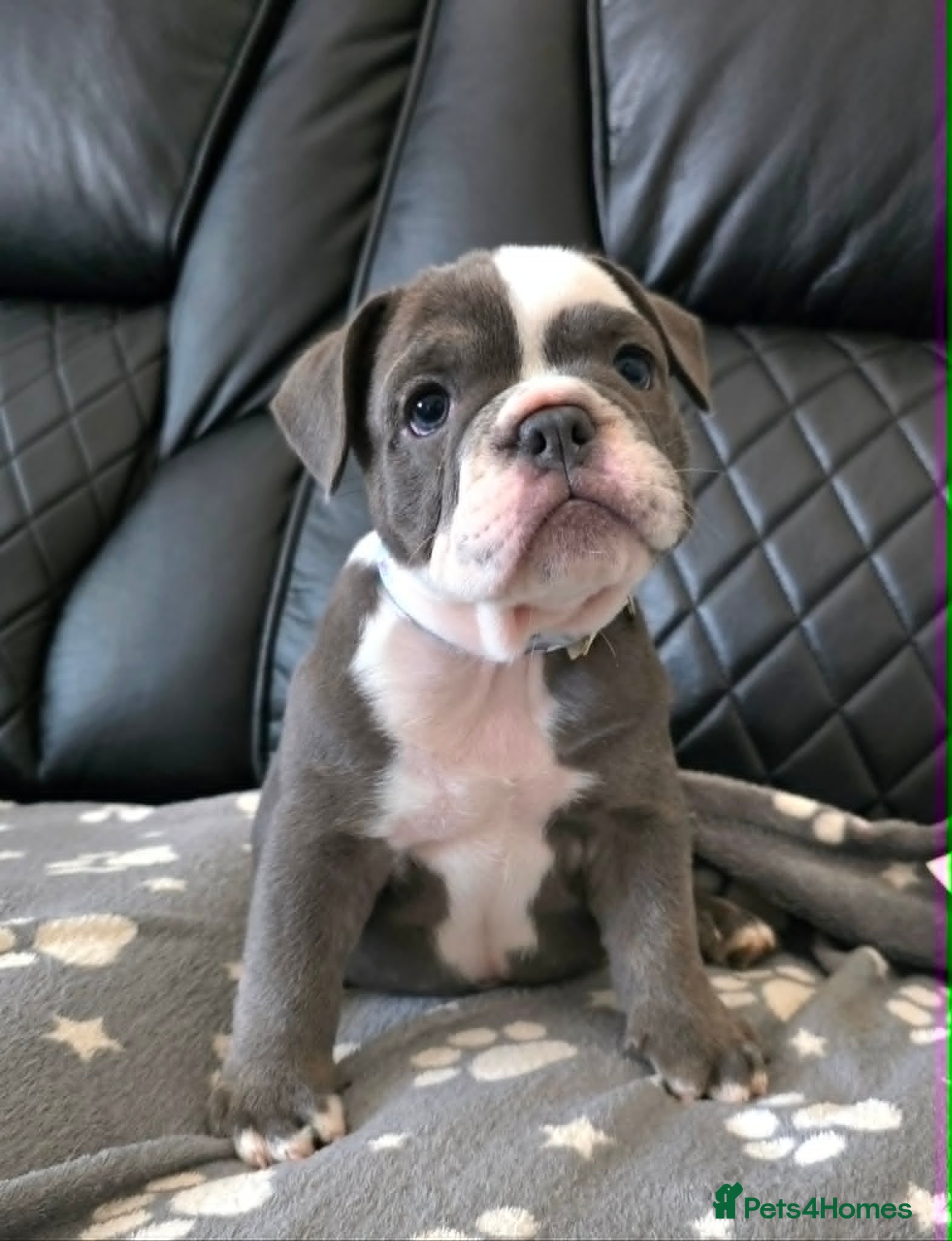 English Bulldog dogs 1GIRL LEFT  F1 Mini bull x Kc reg English bulldog - Advert 1