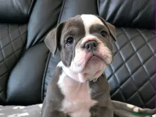 English Bulldog dogs 1GIRL LEFT F1 Mini bull x Kc reg English bulldog - Advert 1