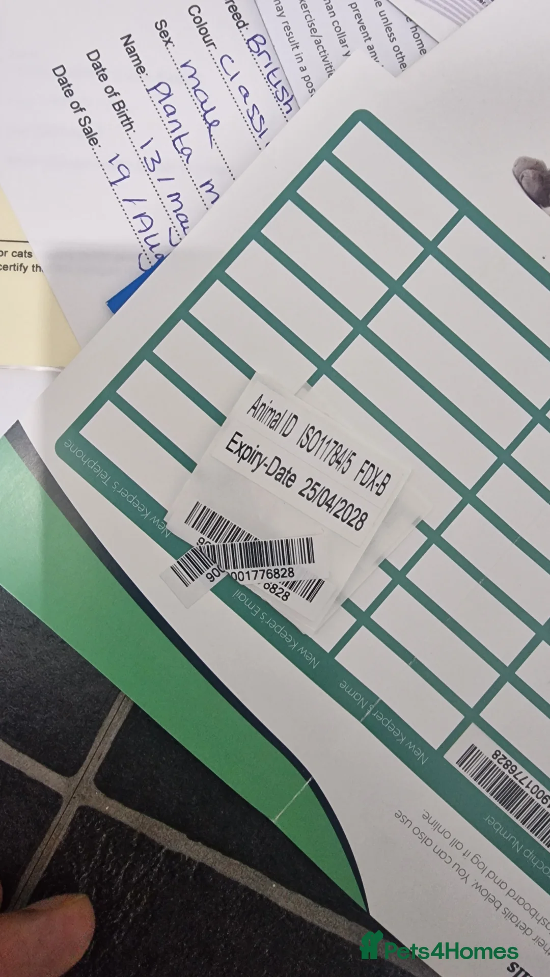 British Shorthair cats for sale: Silver Classic Tabby British Shorthair - Advert 8