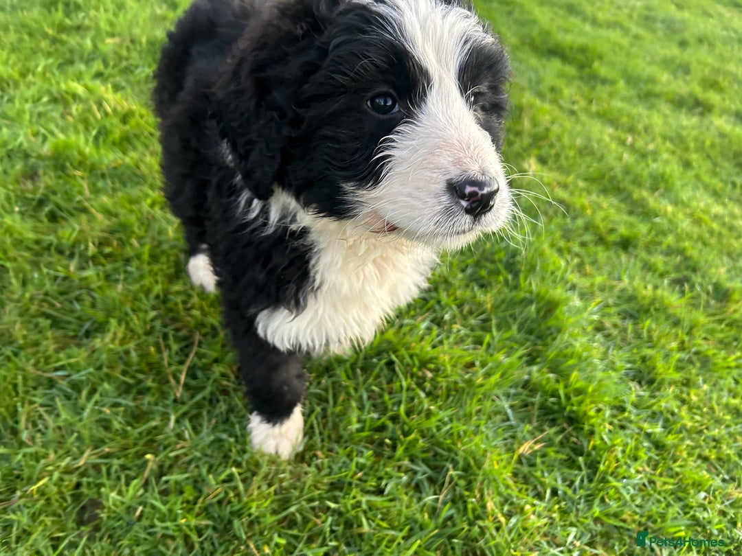 Bernedoodle dogs for sale: Gorgeous Bernedoodle Pups - Advert 18