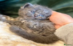 Ragdoll cats for sale: Ragdoll X Persian - Image 3