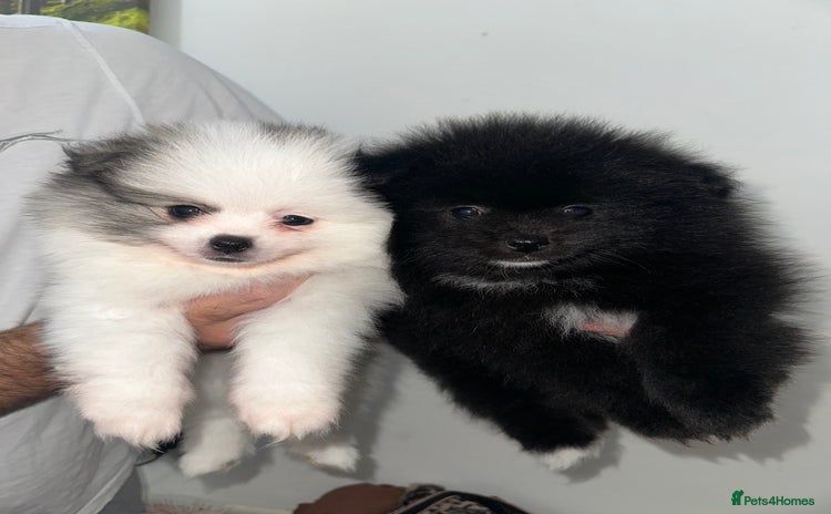 Pomeranian dogs - Advert 4