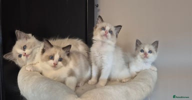 Ragdoll cats - Advert 13