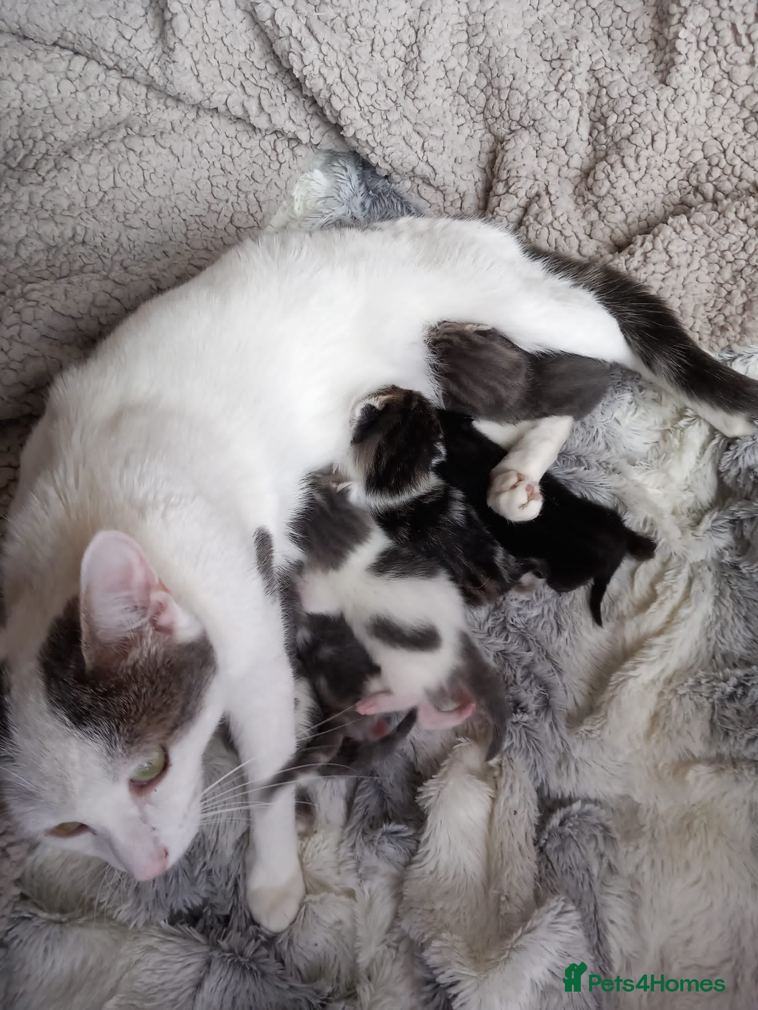 Mixed Breed cats Adorable kittens - Advert 1