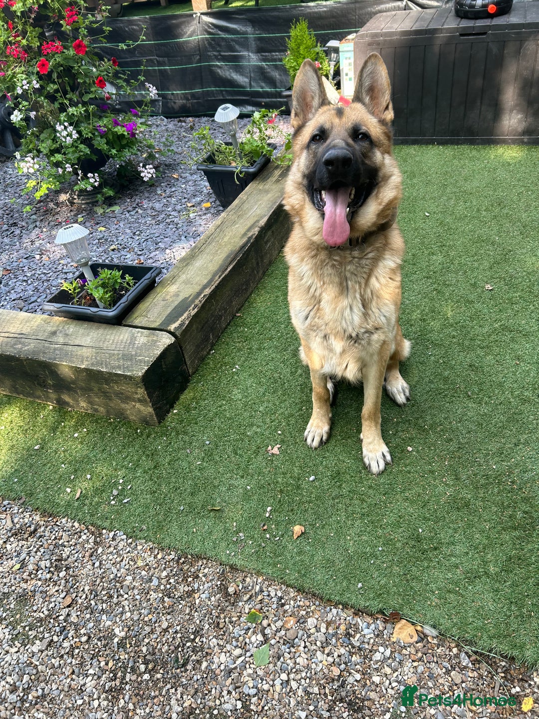 German Shepherd dogs for sale: Male German shepherd  - Advert 13