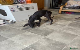 Mixed Breed dogs for sale: Saluki x lurcher/whippet puppies - Image 15