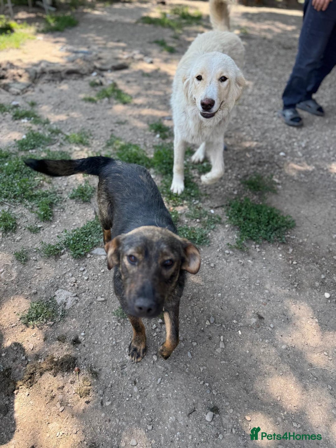 Mixed Breed dogs for adoption: Meet Lovely little LOTTIE! she needs a Loving Home - Image 13