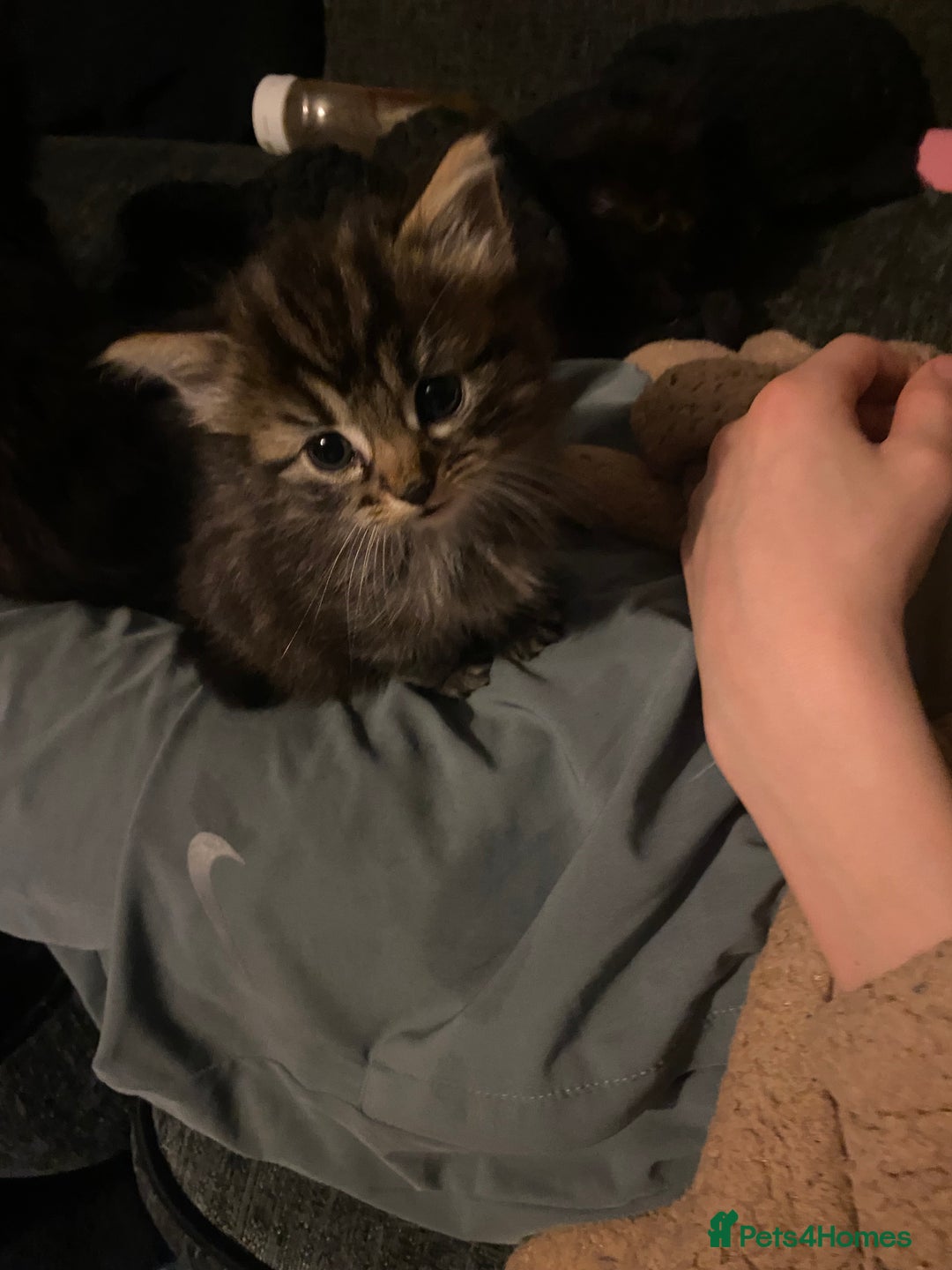 Mixed Breed cats for sale: beautiful kittens for sale *1 left* - Advert 4