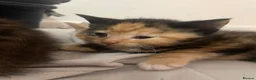 Mixed Breed cats for sale: 4 beautiful kittens  - Advert 12
