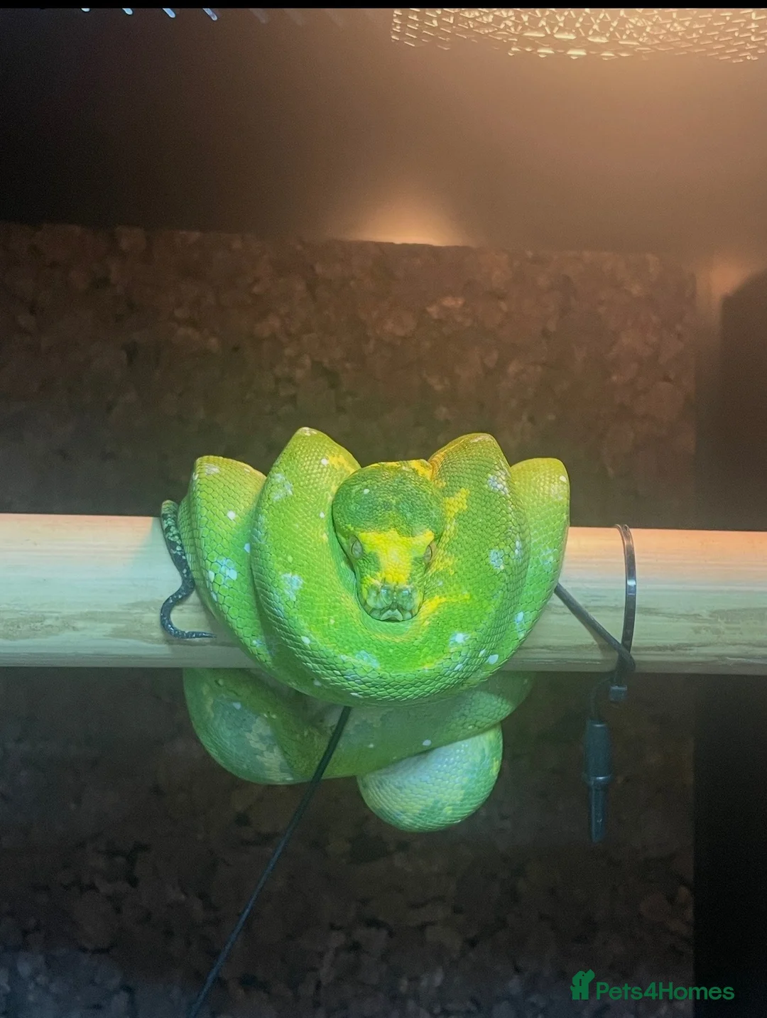 Python Snake reptiles for sale: Female Biak Green Tree Python - Advert 2