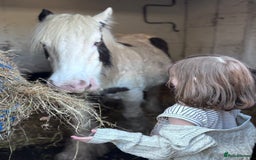 Irish Cob horses for sale: Companion Mare & Filly Foal - Image 2