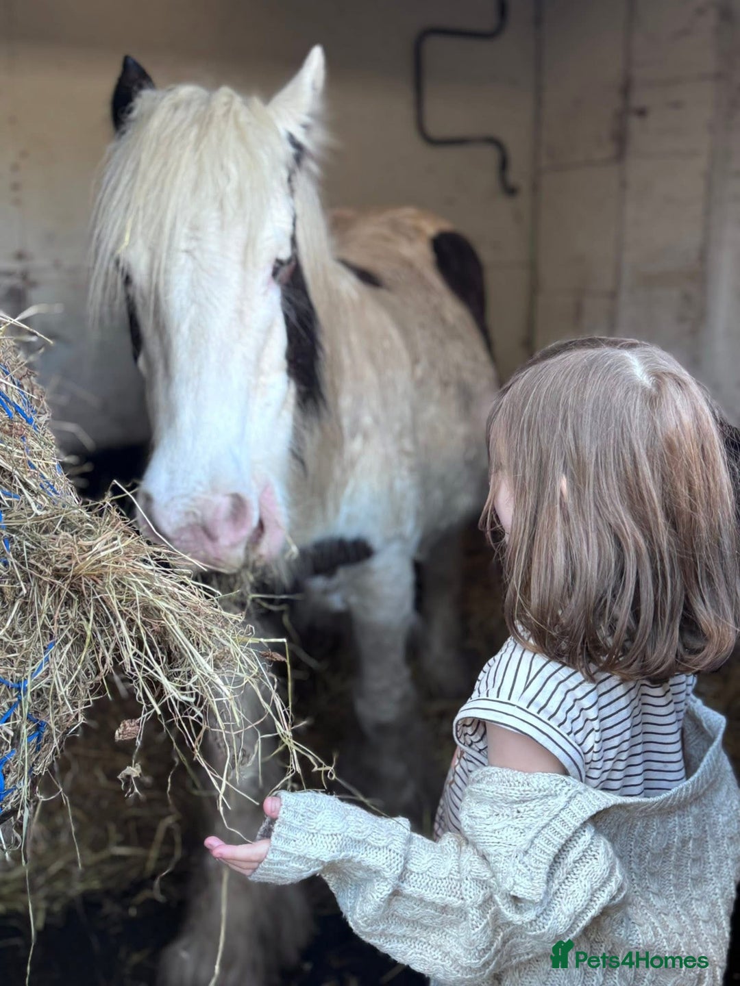 Irish Cob horses for sale: Companion Mare & Filly Foal - Image 2