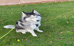 Siberian Husky dogs for sale: Ace is looking for is forever home  - Image 2