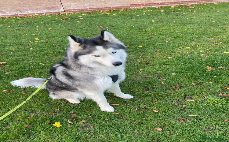 Siberian Husky dogs Ace is looking for a forever loving home !  - Advert 13