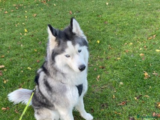 Siberian Husky dogs Ace is looking for a forever loving home ! - Advert 3