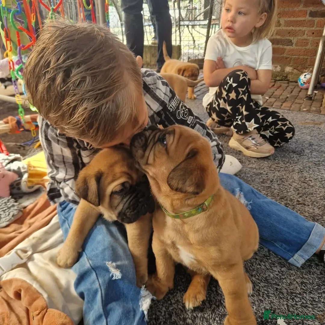 Dogue De Bordeaux dogs for sale: Dogue de Bordeaux puppies  - Advert 7