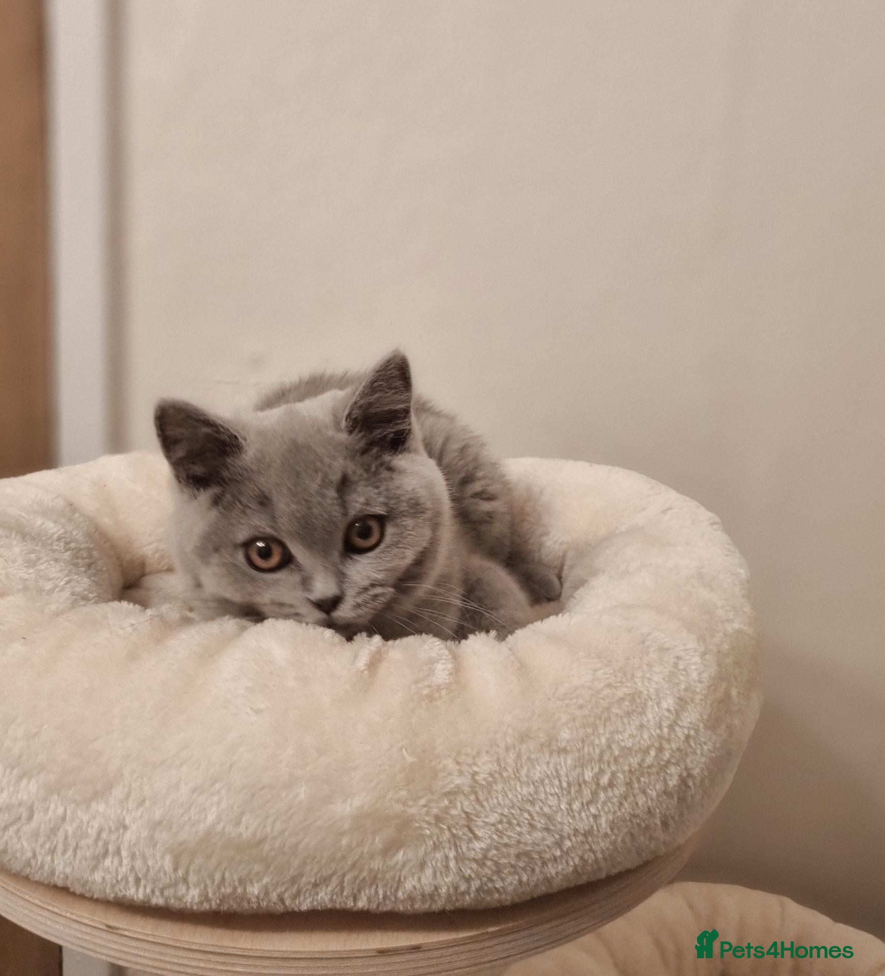 British Shorthair cats Beautiful Blue Male Kitten Neutered - Advert 2
