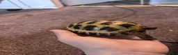 Tortoise reptiles for sale: Horsefield tortoise  - Advert 2