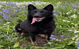 German Shepherd dogs for sale: German Shepherd's from DDR and Czech bloodlines.  - Image 6