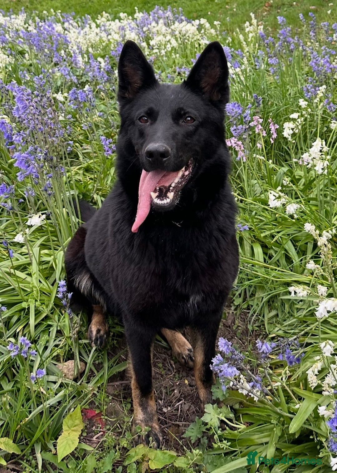 German Shepherd dogs for sale: German Shepherd's from DDR and Czech bloodlines.  - Image 6