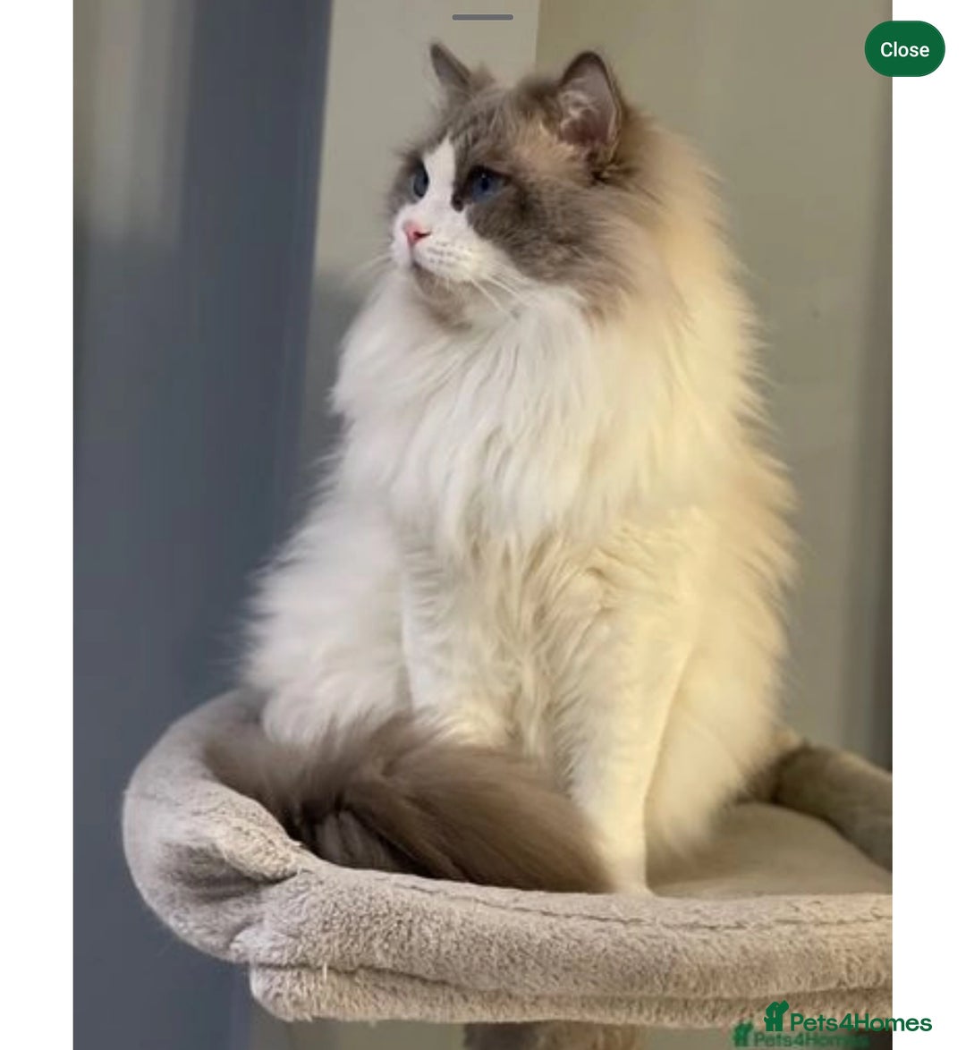 Ragdoll cats for sale: Ready now hcm clear ragdoll litter. X6 - Image 19